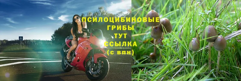 Псилоцибиновые грибы Magic Shrooms  цена наркотик  Красный Сулин 